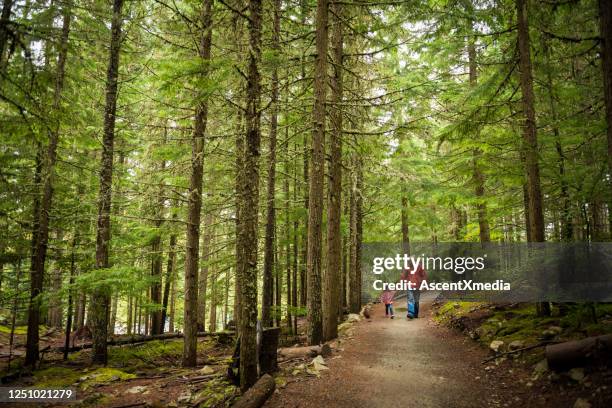 vater und tochter wandern im wald - trail britisch kolumbien stock-fotos und bilder