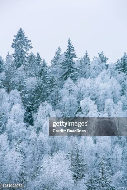 trees covered in snow and frost, norway - norway spruce stock pictures, royalty-free photos & images