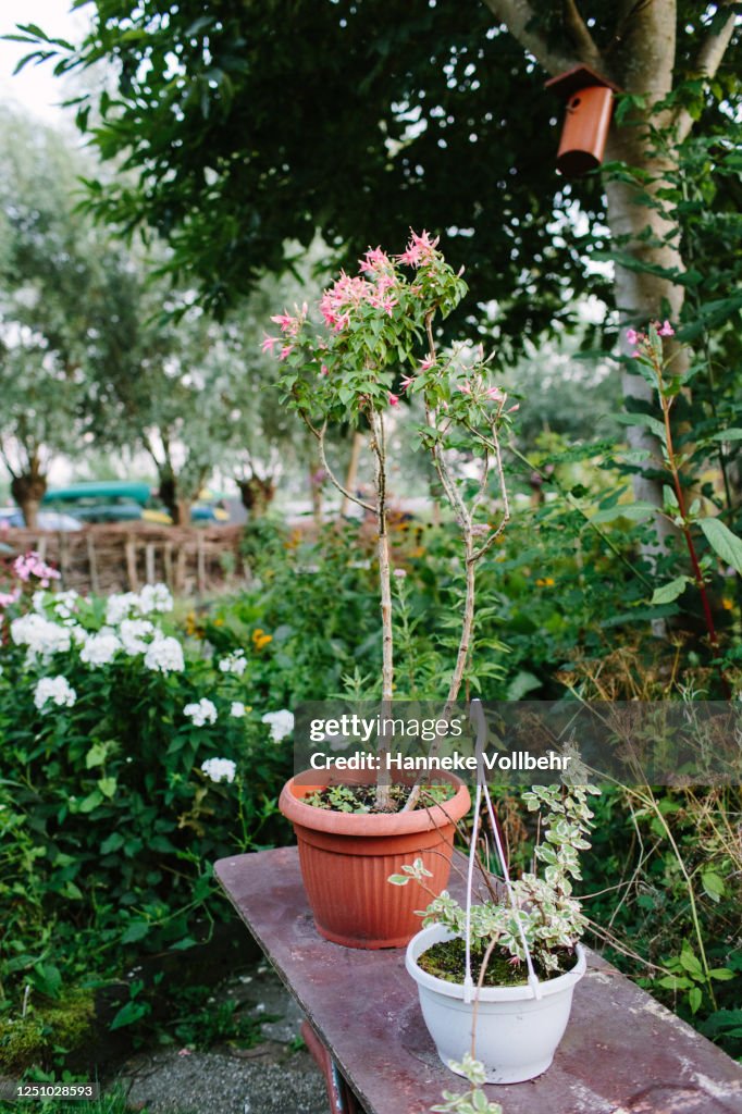 Flowerpots in a garden