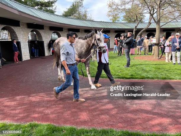 Blue Grass Stakes favorite Tapit Trice warms up in the Keeneland Race Course paddock before the race on Saturday, April 8 in Lexington, Kentucky.