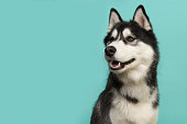 Portrait of a siberian husky looking to the left on a turquoise blue background