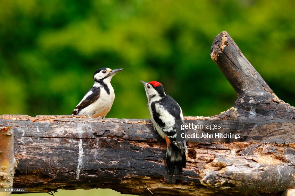 Great Spotted Woodpecker with young,