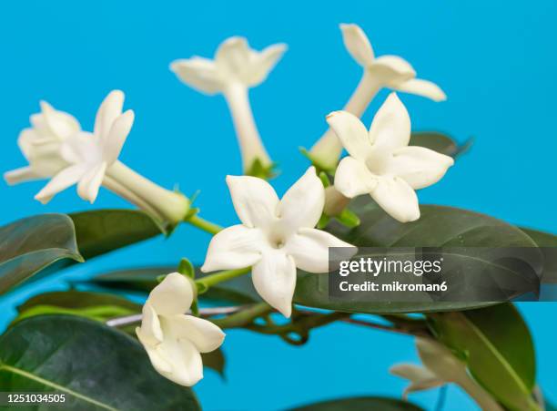 stephanotis floribunda (madagascar jasmine, waxflower, hawaiian wedding flower, bridal wreath) - stephanotis stockfoto's en -beelden