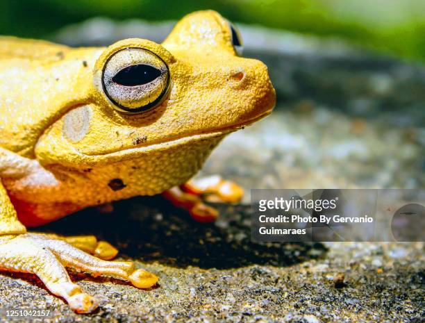 yellow frog - poison dart frog stock pictures, royalty-free photos & images
