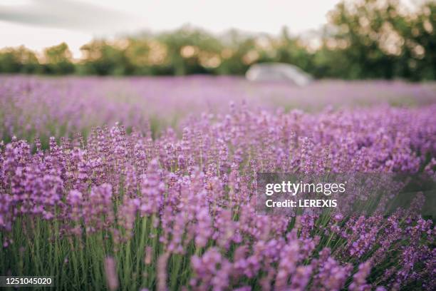 sunset over a violet lavender field - french lavender stock pictures, royalty-free photos & images