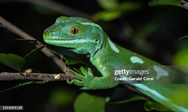 the auckland green gecko, naultinus elegans elegans, is a subspecies of gecko found only in the northern half of the north island of new zealand. - lizard stock pictures, royalty-free photos & images