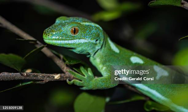 auckland green gecko, naultinus elegans elegans, är en underart till gecko som bara finns på norra halvan av norra ön i nya zeeland. - geckoödla bildbanksfoton och bilder