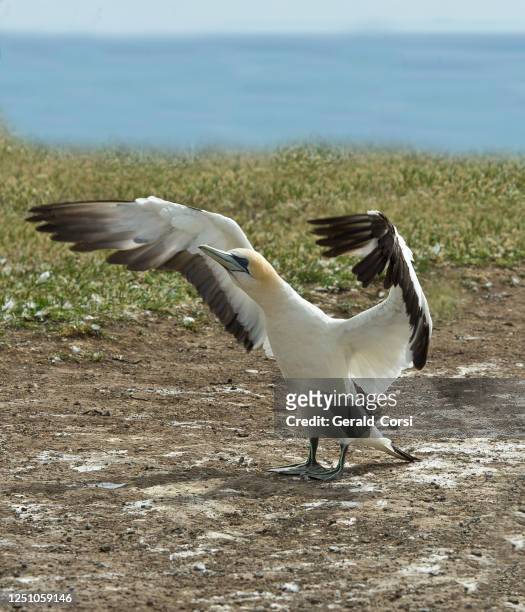the australasian gannet (morus serrator) australian gannet, tākapu) is a large seabird of the gannet family sulidae. on cape kidnappers, north island, new zealand. - australasian gannet stock pictures, royalty-free photos & images