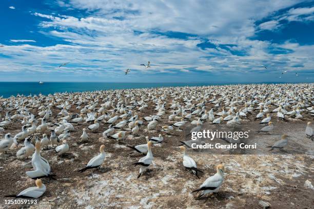 the australasian gannet (morus serrator) australian gannet, tākapu) is a large seabird of the gannet family sulidae. at the colony on cape kidnapper on the north island of new zealand. - sea water bird stock pictures, royalty-free photos & images