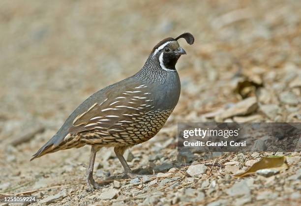 die california quail, callipepla californica, auch bekannt als california valley quail oder valley quail, ist ein kleiner bodenbewohnender vogel aus der familie der wachtel (new world). es ist der staatsvogel von kalifornien. eingeführt in neuseeland. in - kalifornische schopfwachtel stock-fotos und bilder