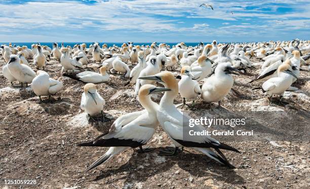 the australasian gannet (morus serrator) australian gannet, tākapu) is a large seabird of the gannet family sulidae. at the colony on cape kidnapper on the north island of new zealand. - australasian gannet stock pictures, royalty-free photos & images