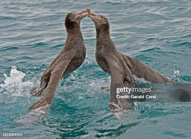 the northern giant petrel (macronectes halli), also known as the hall's giant petrel, is a large seabird of the southern oceans.  tasman sea. - sea bird stock pictures, royalty-free photos & images
