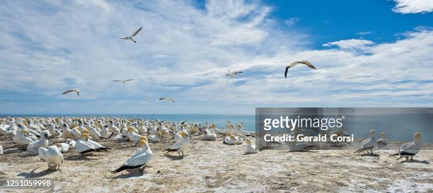the australasian gannet (morus serrator) australian gannet, tākapu) is a large seabird of the gannet family sulidae. at the colony on cape kidnapper on the north island of new zealand. - cape kidnappers gannet colony stock pictures, royalty-free photos & images