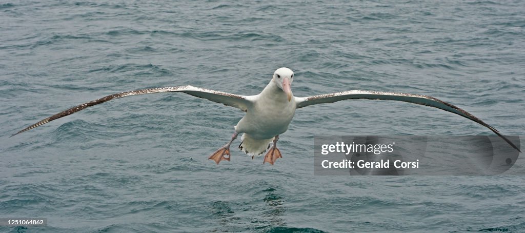 The Wandering Albatross, Snowy Albatross or White-winged Albatross, Diomedea exulans, is a large seabird from the family Diomedeidae, which has a circumpolar range in the Southern Ocean. The Wandering Albatross is the largest member of the genus Diomedea