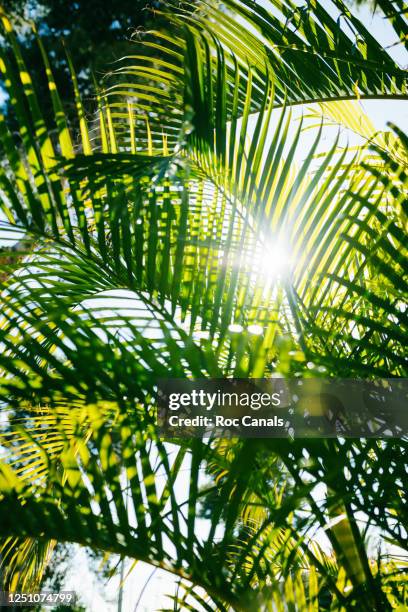 palm leaf in sunlight - low angle view of silhouette palm trees against sky stockfoto's en -beelden