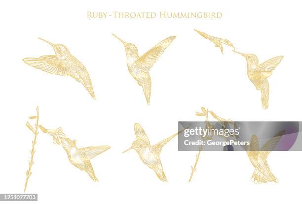 set of 6 ruby throated hummingbirds - hummingbird feeder stock illustrations