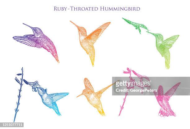 ilustrações, clipart, desenhos animados e ícones de conjunto de 6 beija-flores de garganta rubi - hummingbird