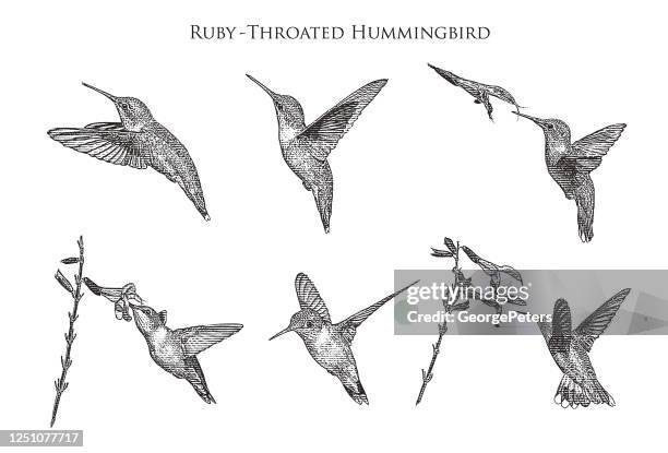 ilustraciones, imágenes clip art, dibujos animados e iconos de stock de conjunto de 6 colibríes garganta rubí de rubíes - boca de animal