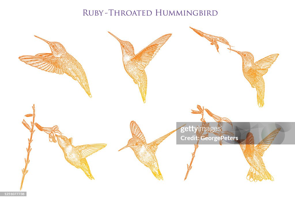 Set of 6 Ruby Throated Hummingbirds