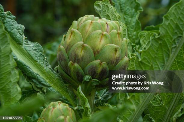 artichoke - perennial stock pictures, royalty-free photos & images