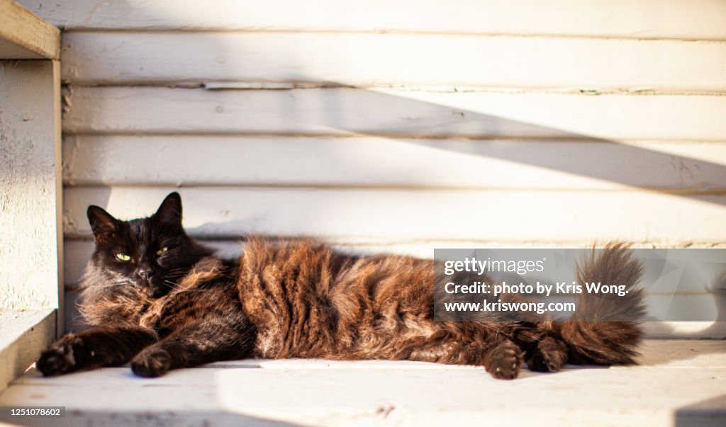 Lazy Black Cat Lying on Porch