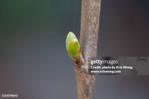 imoto fuyu persimmon budding - amerikanische kakipflaume stock-fotos und bilder