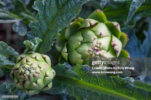 artichoke growing - perennial stock pictures, royalty-free photos & images