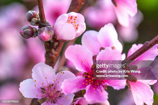 peach blossoms - peach blossom stock pictures, royalty-free photos & images