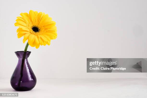 one yellow gerbera in a purple class vase against a pale background. plenty of copy space. great for using in social media posts - flowers vase ストックフォトと画像