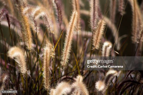 foxtail meadow - サンタイネス ストックフォトと画像
