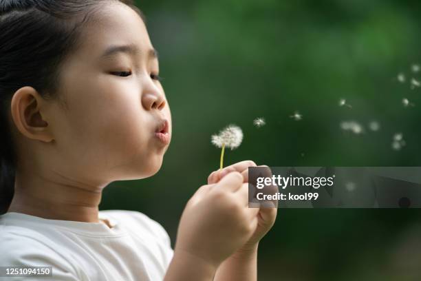 niño soplando diente de león - dispersal botany fotografías e imágenes de stock