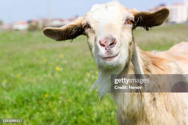 curious goat looking smart in the camera - geit stockfoto's en -beelden