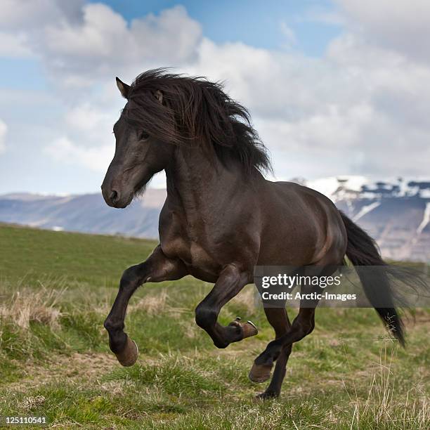 horse running, stallion - horses running fotografías e imágenes de stock