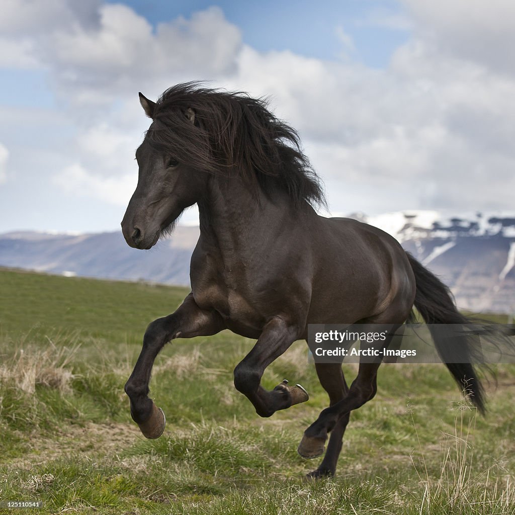 Horse running, Stallion