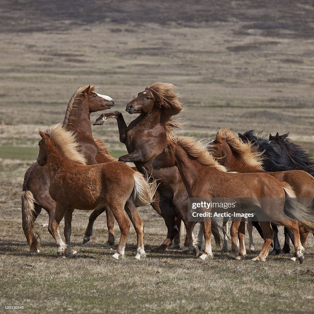 Group of Horses