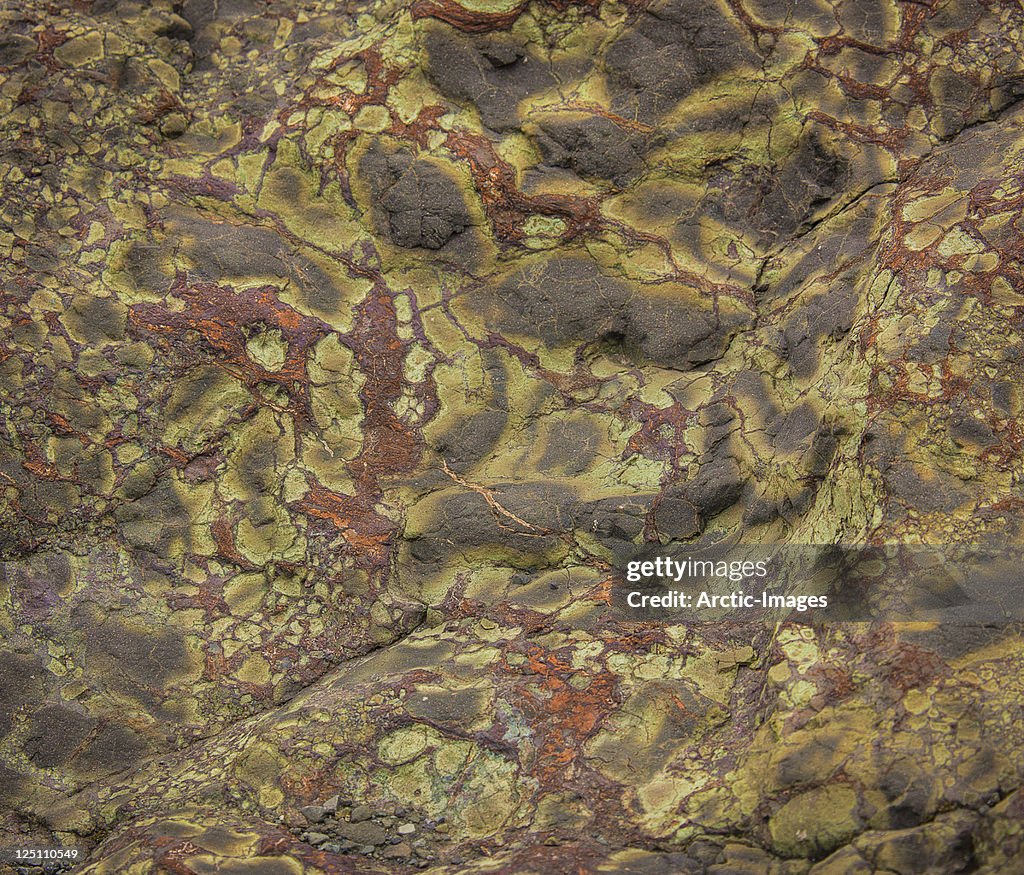 Lichen and moss on lava rock