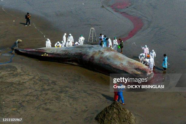 This aerial photo shows a veterinarian team conducting an examination on a dead sperm whale on the Yeh Leh beach in Jembrana, Bali, on April 9, 2023.