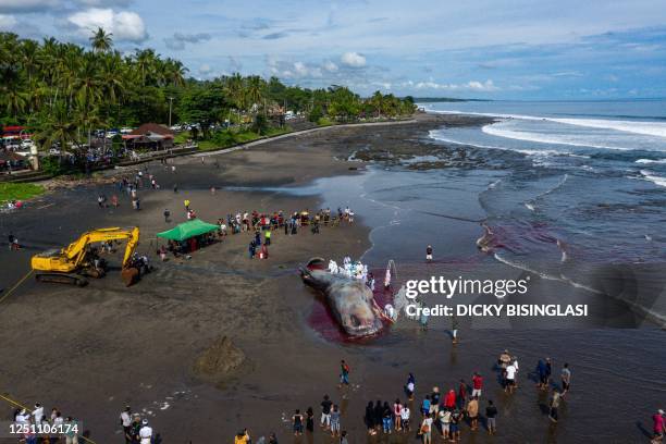 This aerial photo shows a veterinarian team conducting an examination on a dead sperm whale on the Yeh Leh beach in Jembrana, Bali, on April 9, 2023.