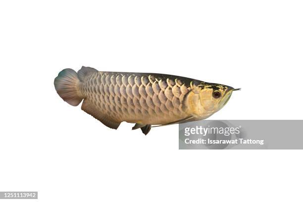 arowana fish on white background. - arowana stockfoto's en -beelden