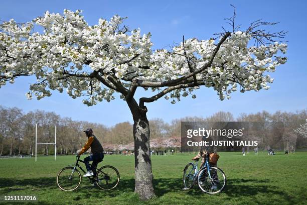 Cyclists under cherry blossom trees in Battersea Park, in London, on April 9, 2023 during a sunny spring day.