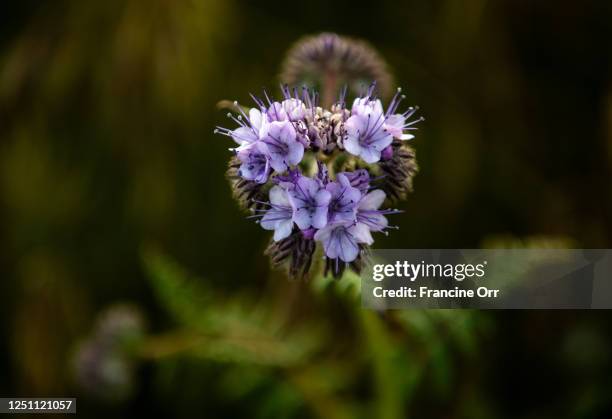 Lancaster, CA Lacy phacelia is a flowering plant growing in a field in the Antelope Valley California Poppy Reserve State Natural Reserve on Friday,...