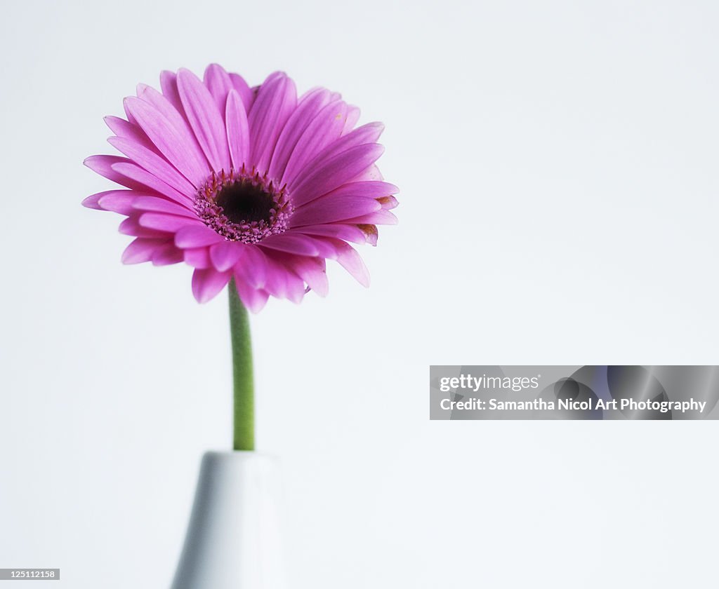 Pink gerbera