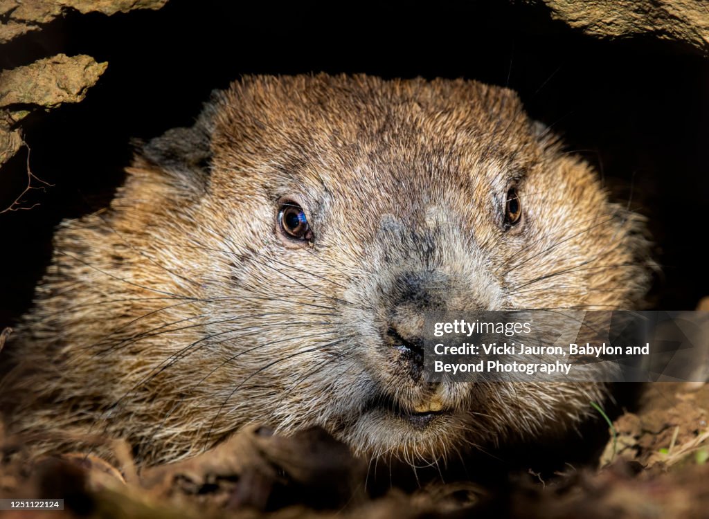Groundhog In Camera Cute Close Up Of A Groundhog Looking At Camera At Exton Park ...