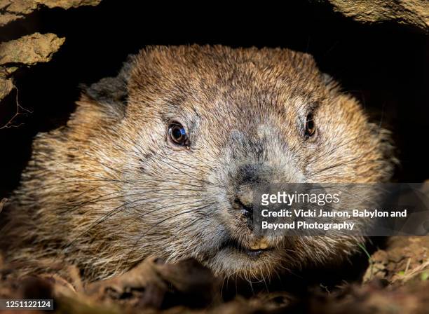 cute close up of a groundhog looking at camera at exton park, pennsylvania - funny groundhog stock pictures, royalty-free photos & images