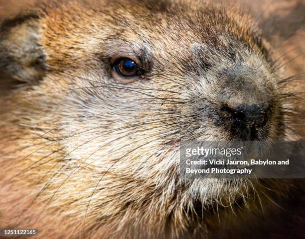 cute close up of a groundhog at exton park, pennsylvania - funny groundhog stock pictures, royalty-free photos & images
