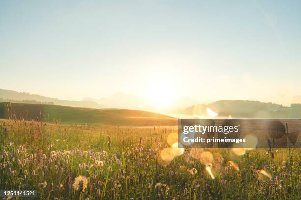 vista de la naturaleza puesta de sol pintoresco sobre el país hermoso camino rural en el famoso paisaje de la toscana con carretera curva y ciprés italia - escena no urbana fotografías e imágenes de stock