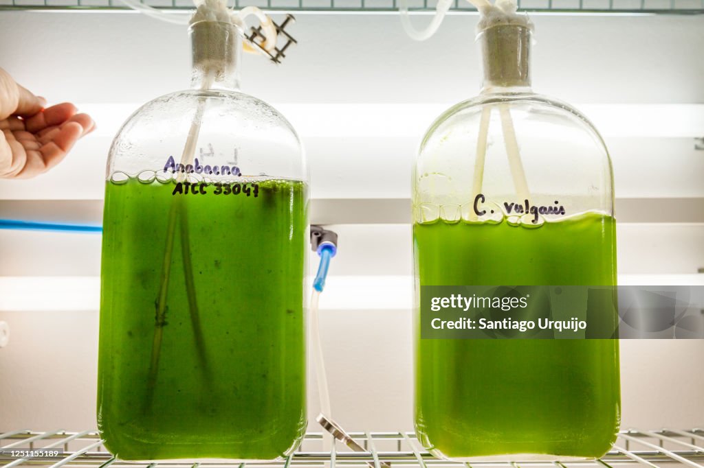 Green algae being grown on flasks on a lab