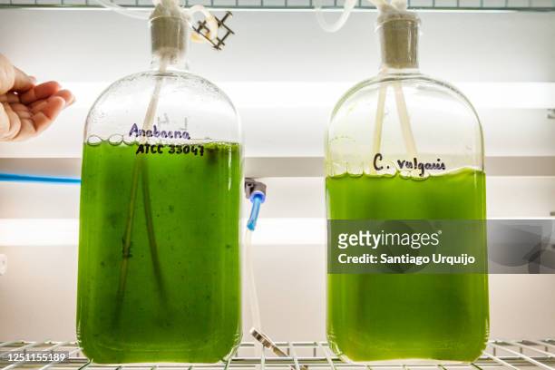 green algae being grown on flasks on a lab - carbon capture stock pictures, royalty-free photos & images