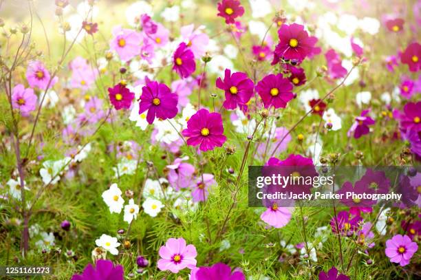 vibrant pink and white summer flowering cosmos flowers in soft summer sunshine - schmuckkörbchen stock-fotos und bilder