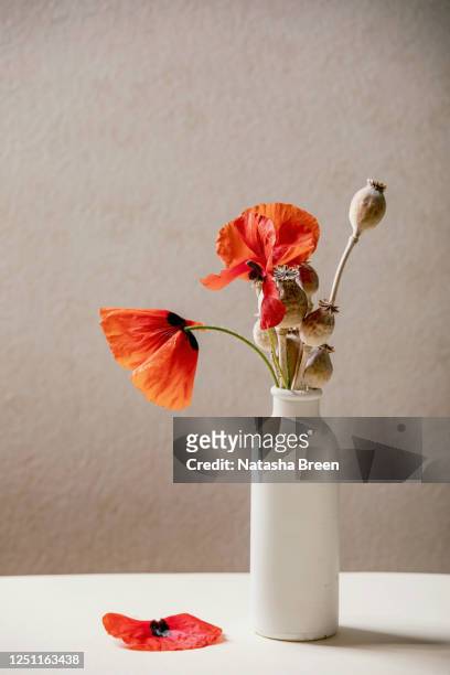 blooming and dry poppies - flowers vase ストックフォトと画像